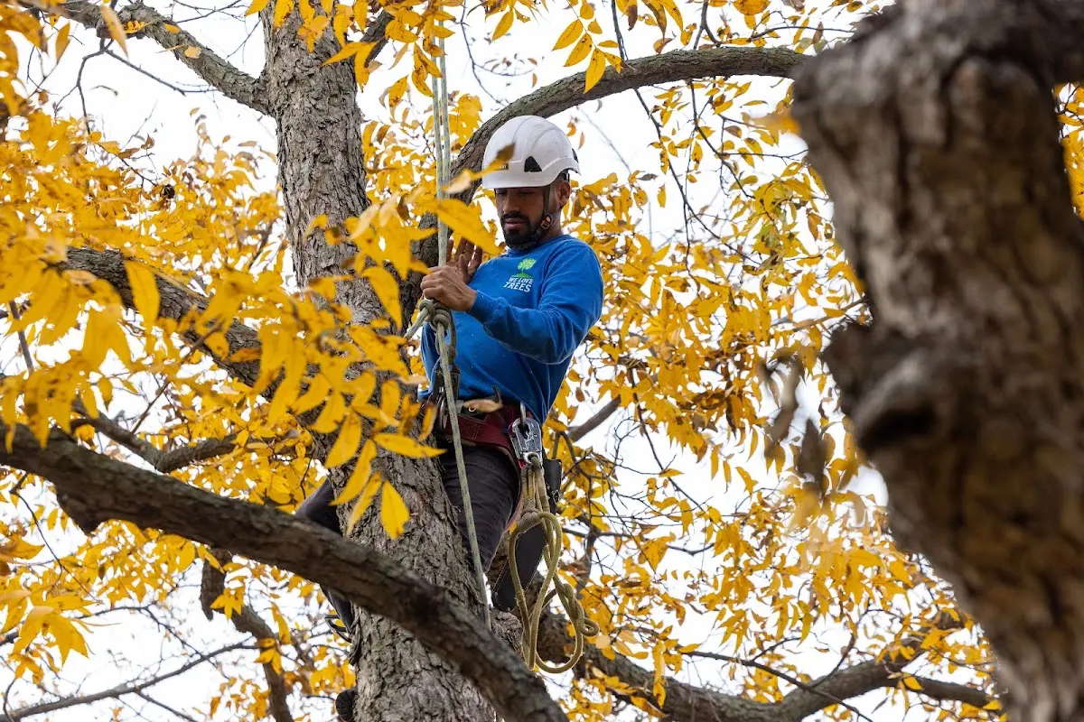 Skilled Tree Transplanting crew working in Pittsfield